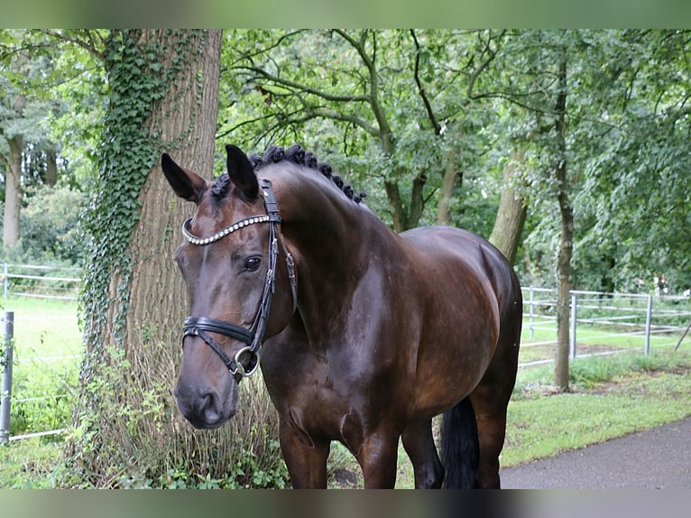 Tysk ridhäst Sto 12 år 170 cm Mörkbrun in Recke, bei Osnabrück