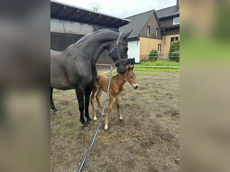 Tysk ridhäst Sto 15 år 163 cm Mörkbrun in Windhausen