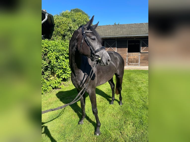 Tysk ridhäst Sto 4 år 150 cm Gråskimmel in Grevenbroich