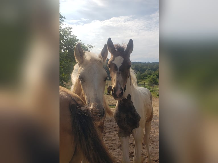 Tysk ridhäst Sto Föl (04/2024) 165 cm Palomino in Sugenheim