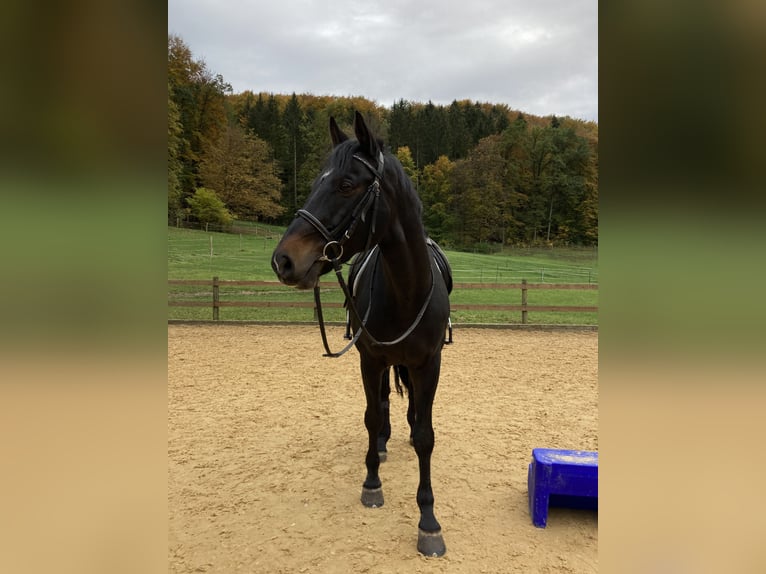 Tysk ridhäst Valack 15 år 165 cm Svart in Berg bei Neumarkt in der Oberpfalz