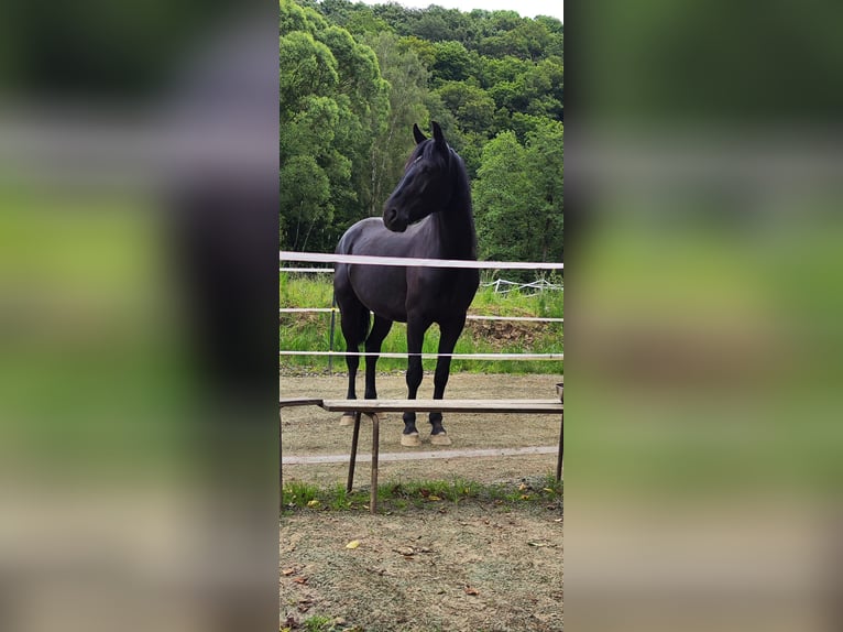 Tysk ridhäst Valack 4 år 165 cm Svart in Pulheim