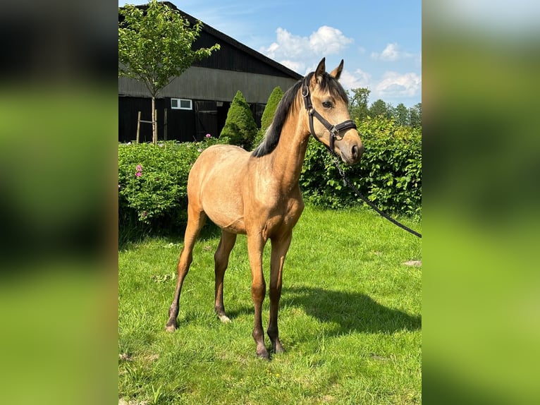 Tysk ridponny Hingst 1 år Gulbrun in Osten