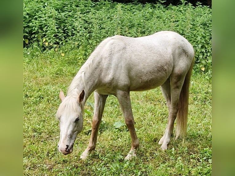 Tysk ridponny Blandning Hingst 2 år 140 cm Leopard-Piebald in Freden (Leine)