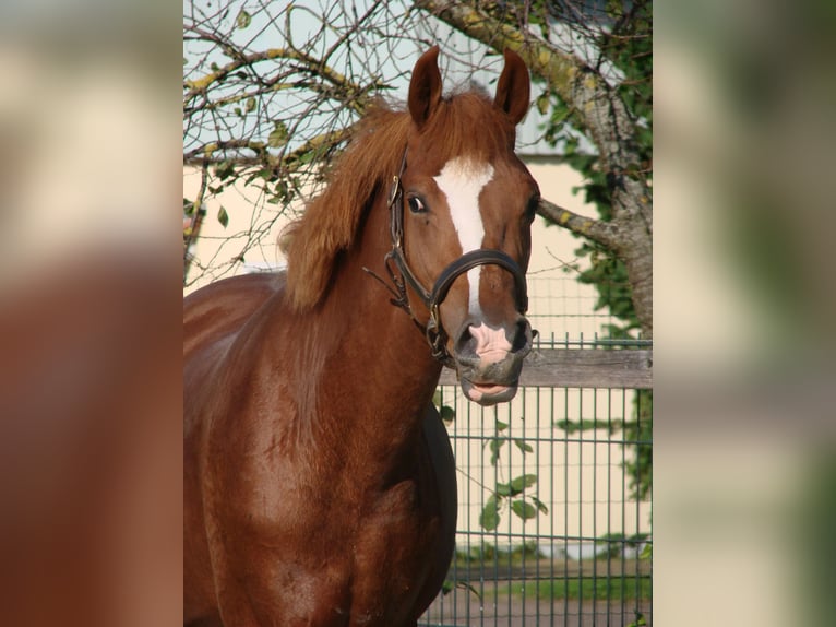 Tysk ridponny Hingst 2 år 145 cm fux in Wallrode