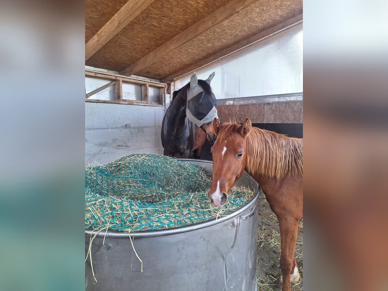 Tysk ridponny Hingst 2 år 148 cm fux in Sattledt