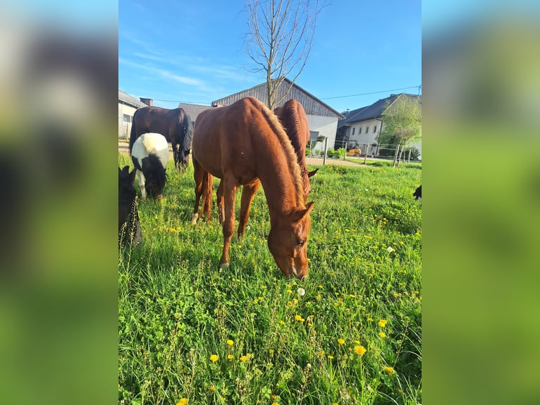 Tysk ridponny Hingst 2 år 148 cm fux in Sattledt