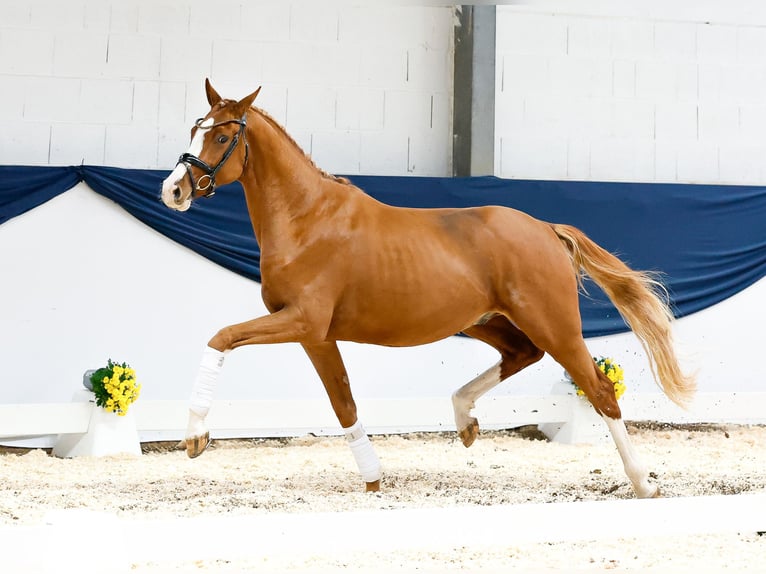 Tysk ridponny Hingst 2 år 159 cm fux in Marsberg