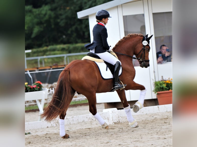 Tysk ridponny Hingst 4 år 152 cm fux in Rehburg-Loccum