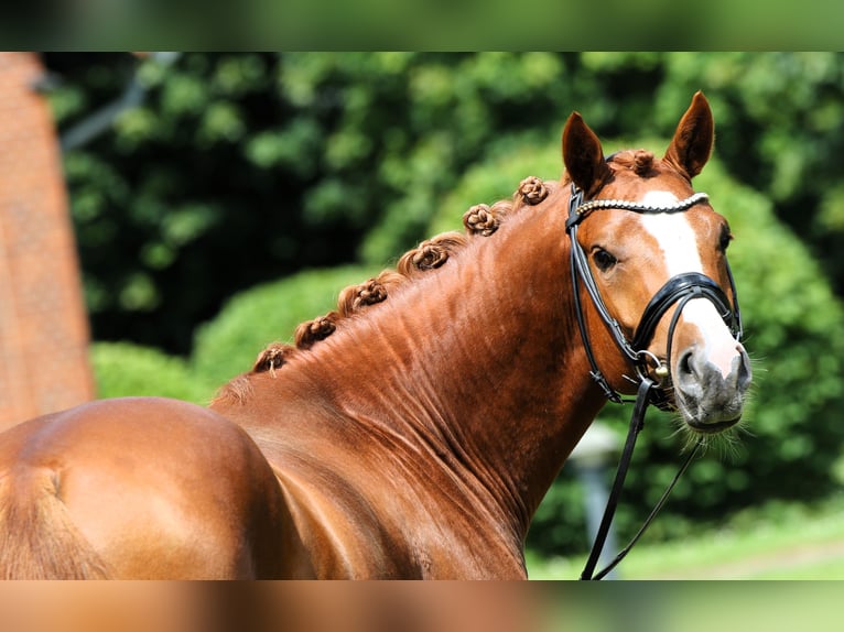 Tysk ridponny Hingst 4 år 152 cm fux in Rehburg-Loccum