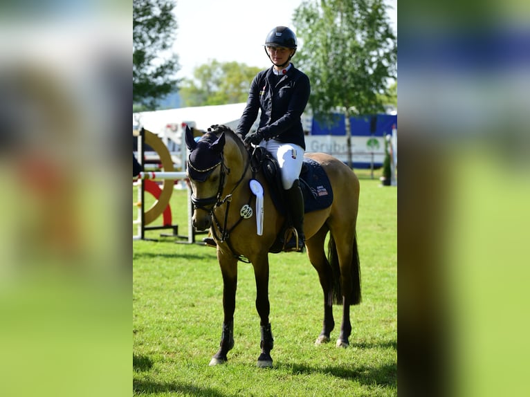 Tysk ridponny Hingst 6 år 145 cm Gulbrun in Eppingen