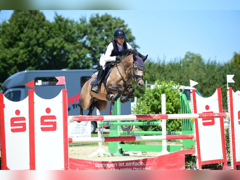 Tysk ridponny Hingst 6 år 145 cm Gulbrun in Eppingen