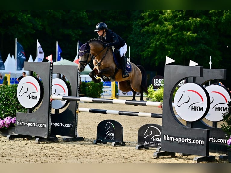 Tysk ridponny Hingst 6 år 145 cm Gulbrun in Eppingen