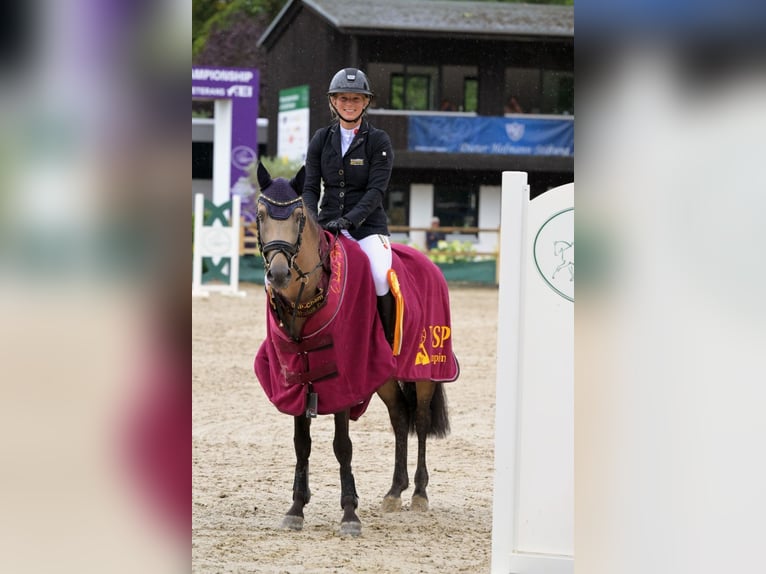 Tysk ridponny Hingst 6 år 145 cm Gulbrun in Eppingen