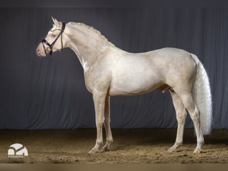 Tysk ridponny Hingst Cremello in Bedburg