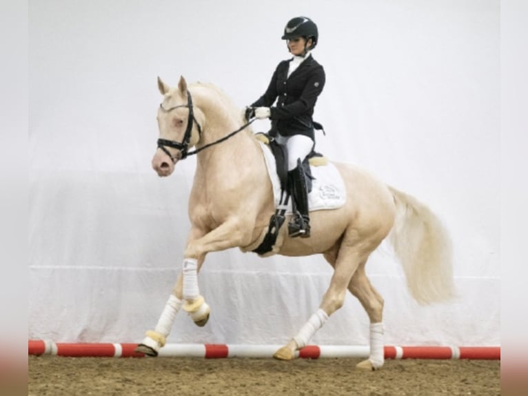 Tysk ridponny Hingst Cremello in Bedburg