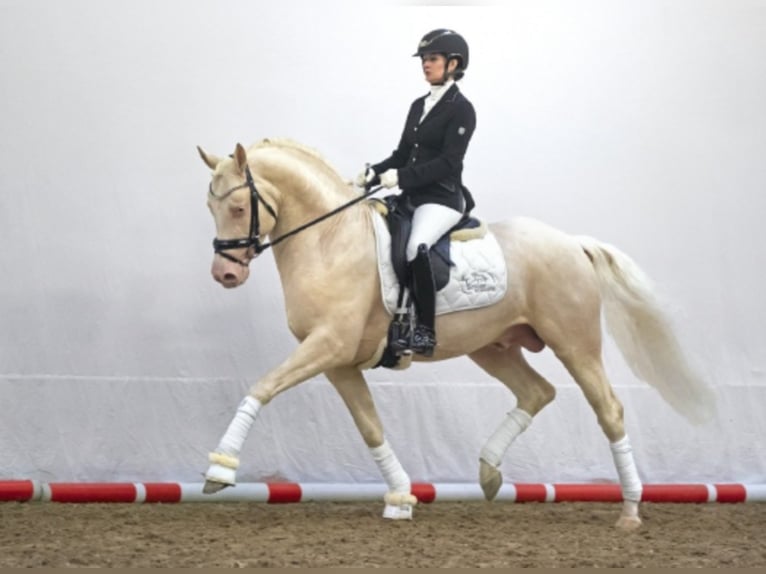 Tysk ridponny Hingst Cremello in Bedburg