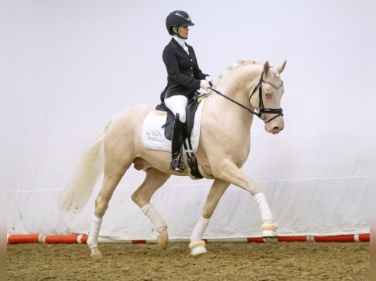 Tysk ridponny Hingst Cremello in Bedburg