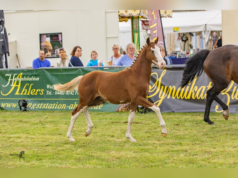 Tysk ridponny Hingst Föl (03/2024) 146 cm fux in Esens