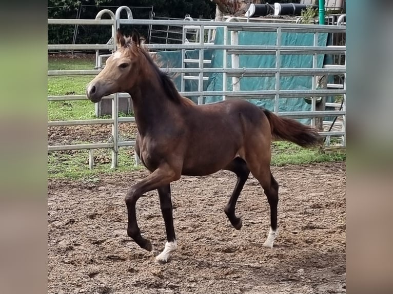 Tysk ridponny Hingst Föl (04/2024) 147 cm Gulbrun in Eydelstedt