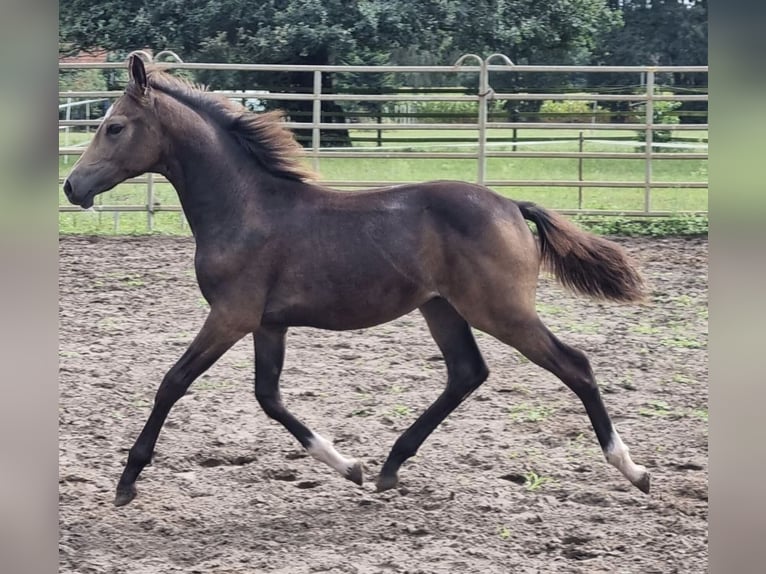 Tysk ridponny Hingst Föl (04/2024) 147 cm Gulbrun in Eydelstedt