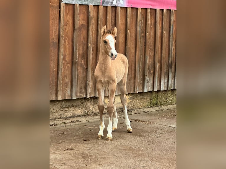 Tysk ridponny Hingst Föl (03/2024) 148 cm Black in Wegeleben