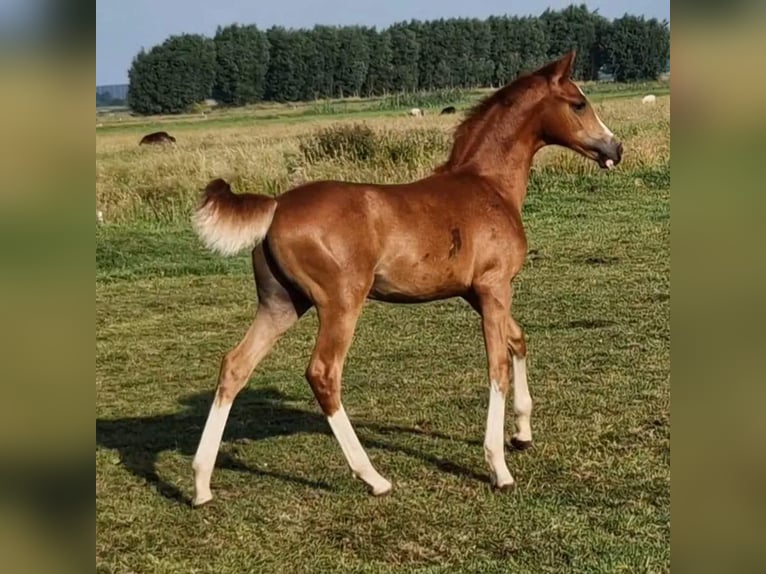 Tysk ridponny Hingst Föl (03/2023) 148 cm fux in Nieuwkoop