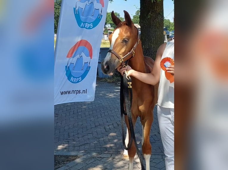 Tysk ridponny Hingst Föl (03/2023) 148 cm fux in Nieuwkoop