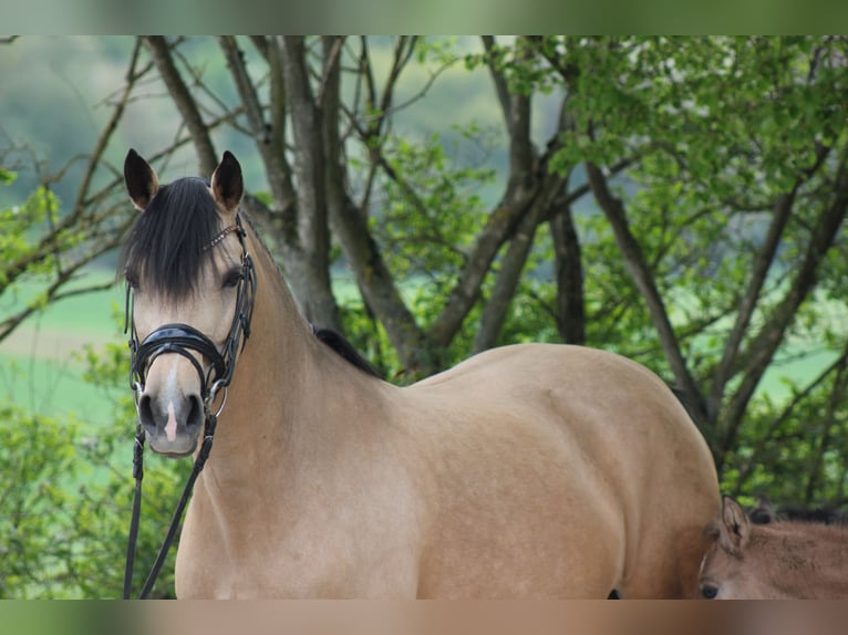 Tysk ridponny Hingst Föl (05/2024) 148 cm Gulbrun in Hüffelsheim