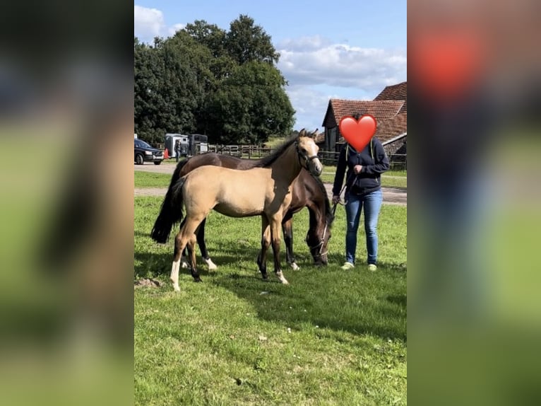 Tysk ridponny Hingst Föl (05/2024) 148 cm Gulbrun in Datteln