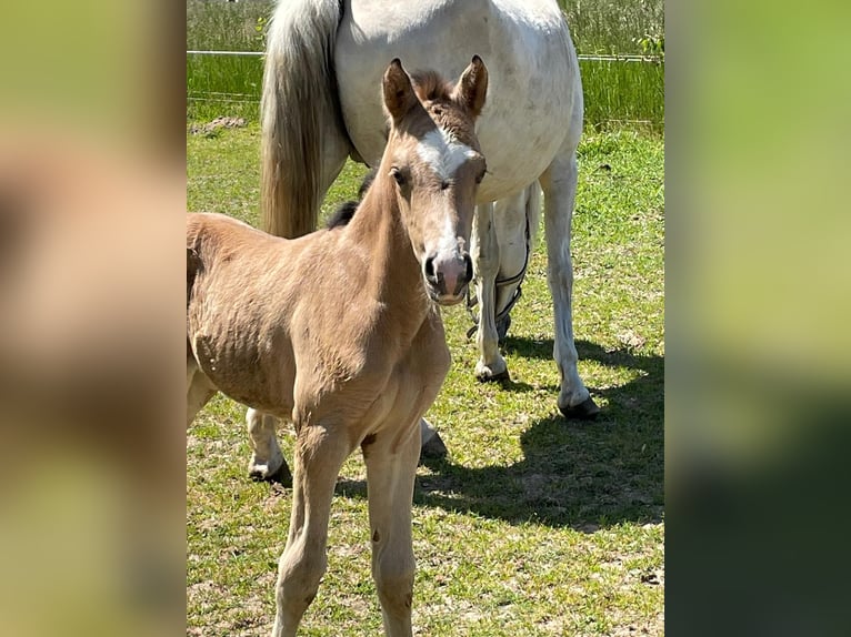 Tysk ridponny Hingst Föl (05/2023) 148 cm Gulbrun in Suhlendorf