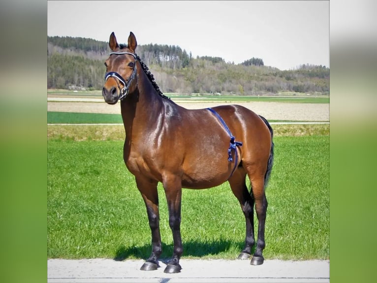 Tysk ridponny Hingst Föl (05/2024) 148 cm Gulbrun in Ebersberg