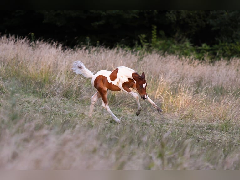 Tysk ridponny Hingst Föl (05/2024) 148 cm Pinto in Solingen