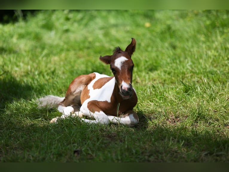 Tysk ridponny Hingst Föl (05/2024) 148 cm Pinto in Solingen