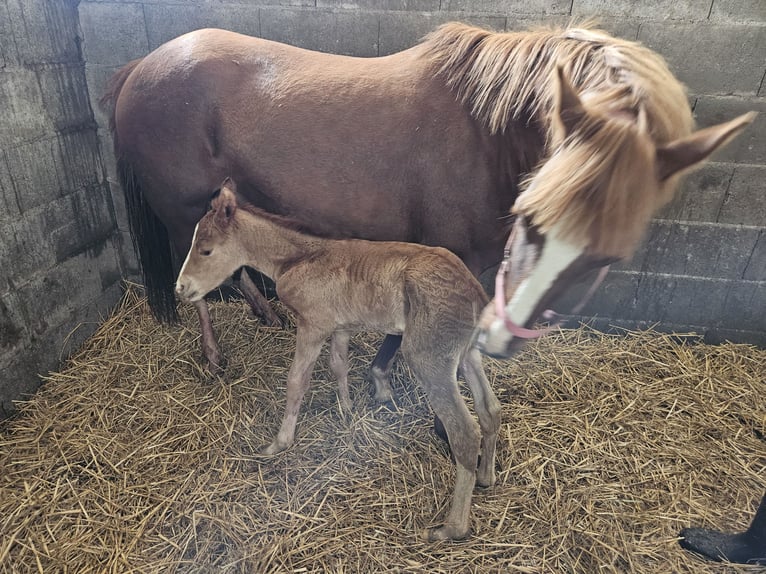 Tysk ridponny Hingst Föl (04/2024) Fux in Straelen