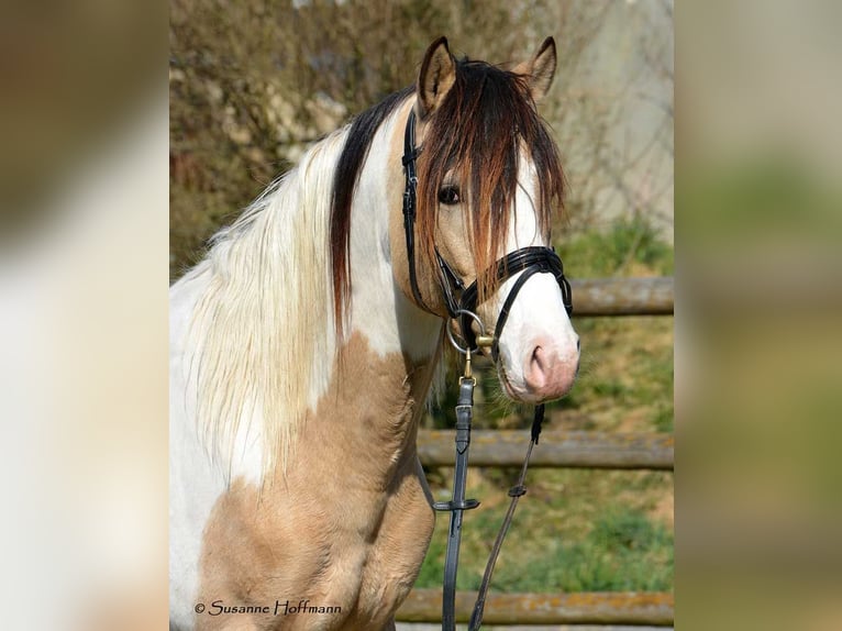 Tysk ridponny Hingst Föl (04/2024) fux in Mörsdorf