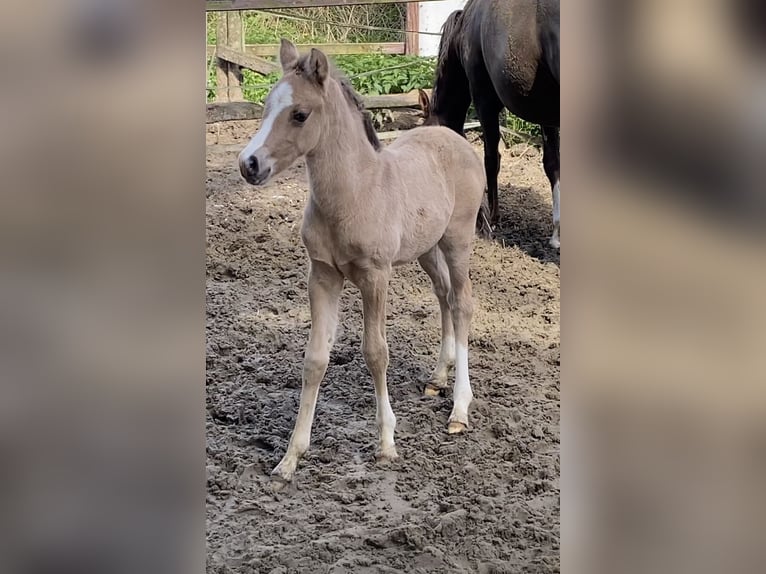 Tysk ridponny Hingst Föl (01/2024) Gulbrun in Achim