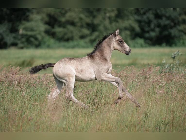 Tysk ridponny Hingst Föl (05/2024) Gulbrun in Buxtehude