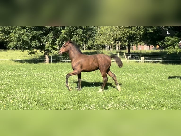 Tysk ridponny Hingst Föl (03/2024) Mörkbrun in Werl