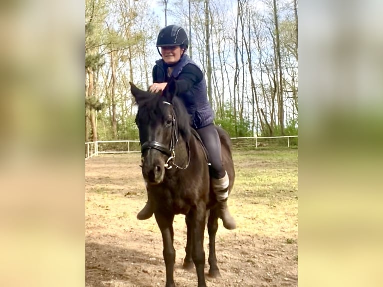 Tysk ridponny Blandning Sto 12 år 135 cm Svart in Elbe