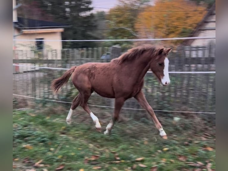 Tysk ridponny Sto 15 år 145 cm fux in Bad Berka