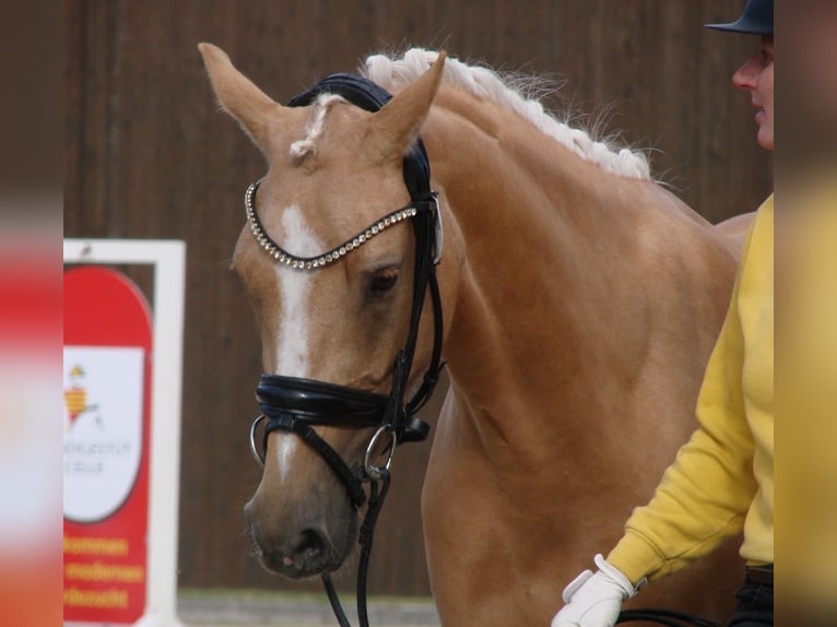 Tysk ridponny Sto 3 år 147 cm Palomino in Wallrode