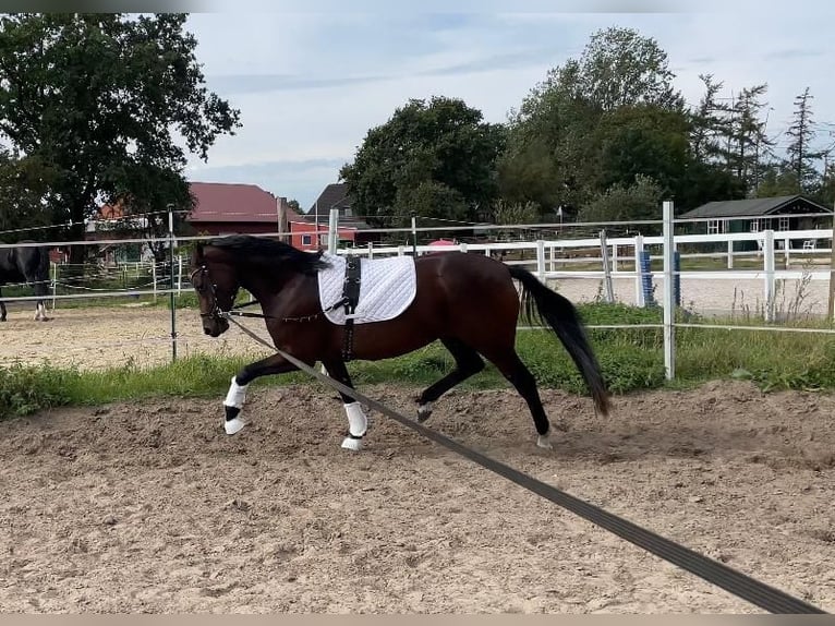 Tysk ridponny Sto 4 år 147 cm Brun in Stuhr