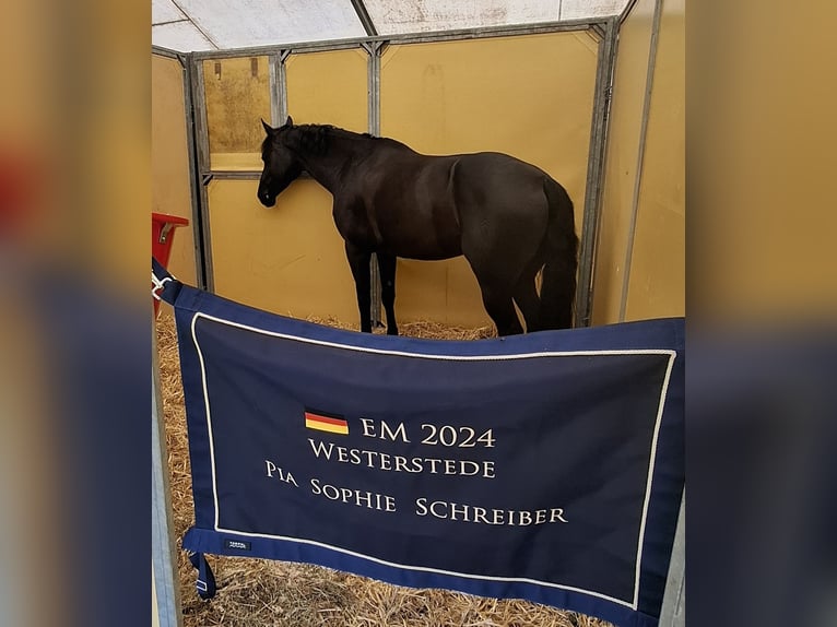 Tysk ridponny Sto 8 år 149 cm Rökfärgad svart in Rhede