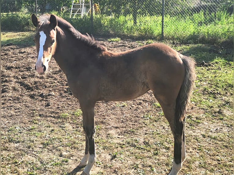 Tysk ridponny Sto Föl (05/2024) Mörkbrun in Granzin