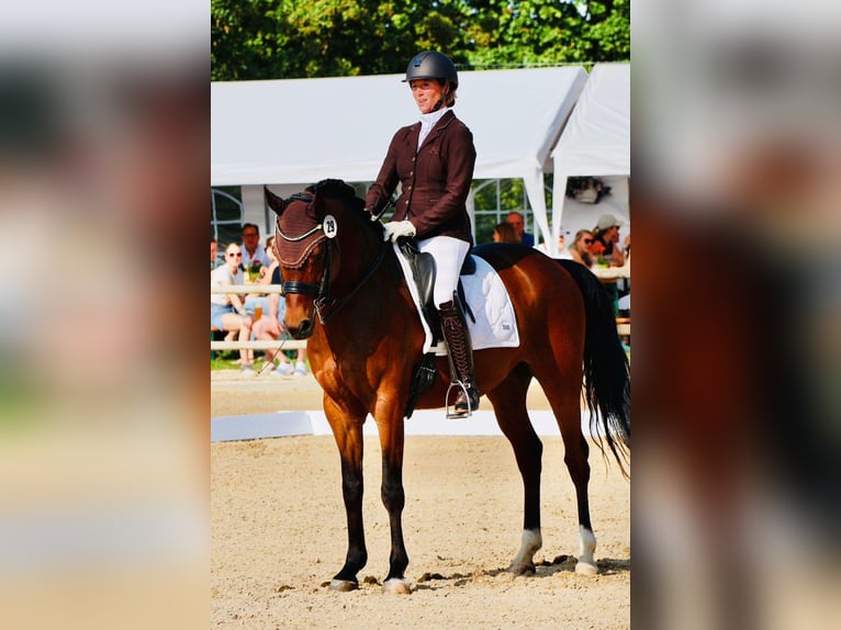 Tysk ridponny Valack 10 år 148 cm Brun in Filderstadt