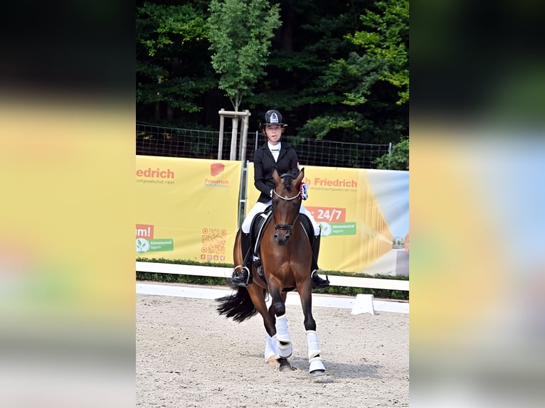 Tysk ridponny Valack 10 år 148 cm Brun in Friedberg