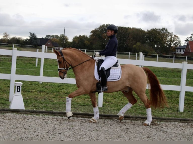 Tysk ridponny Valack 10 år 148 cm fux in Recke, bei Osnabrück