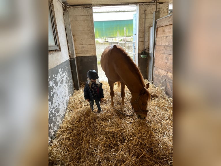 Tysk ridponny Valack 11 år 146 cm fux in Recke, bei Osnabrück