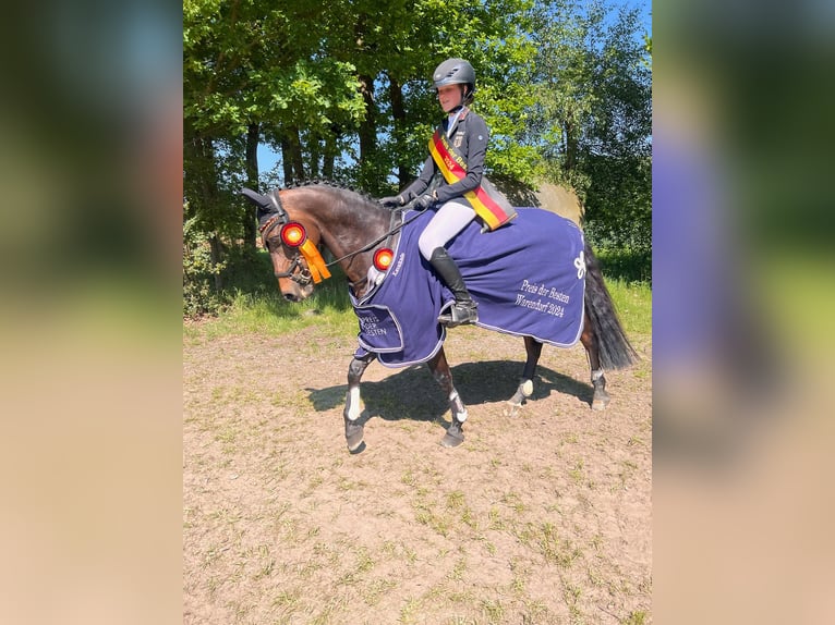 Tysk ridponny Valack 13 år 148 cm Brun in Barsinghausen